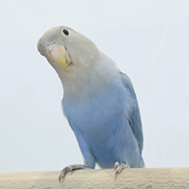 あお コザクラインコ ことりカフェの鳥さんスタッフ