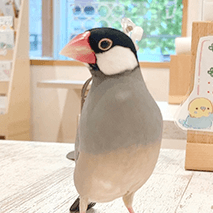 トトちゃん ことりカフェの鳥さんスタッフ