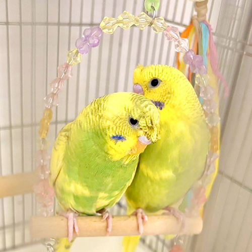 なると（左）めんま（右）セキセイインコ