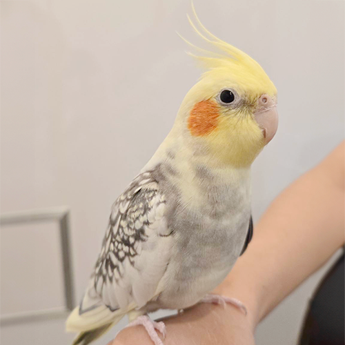 ピスケ オカメインコ