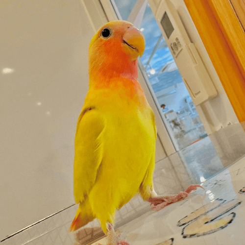 コザクラインコ すもも ことりカフェの鳥さんスタッフ